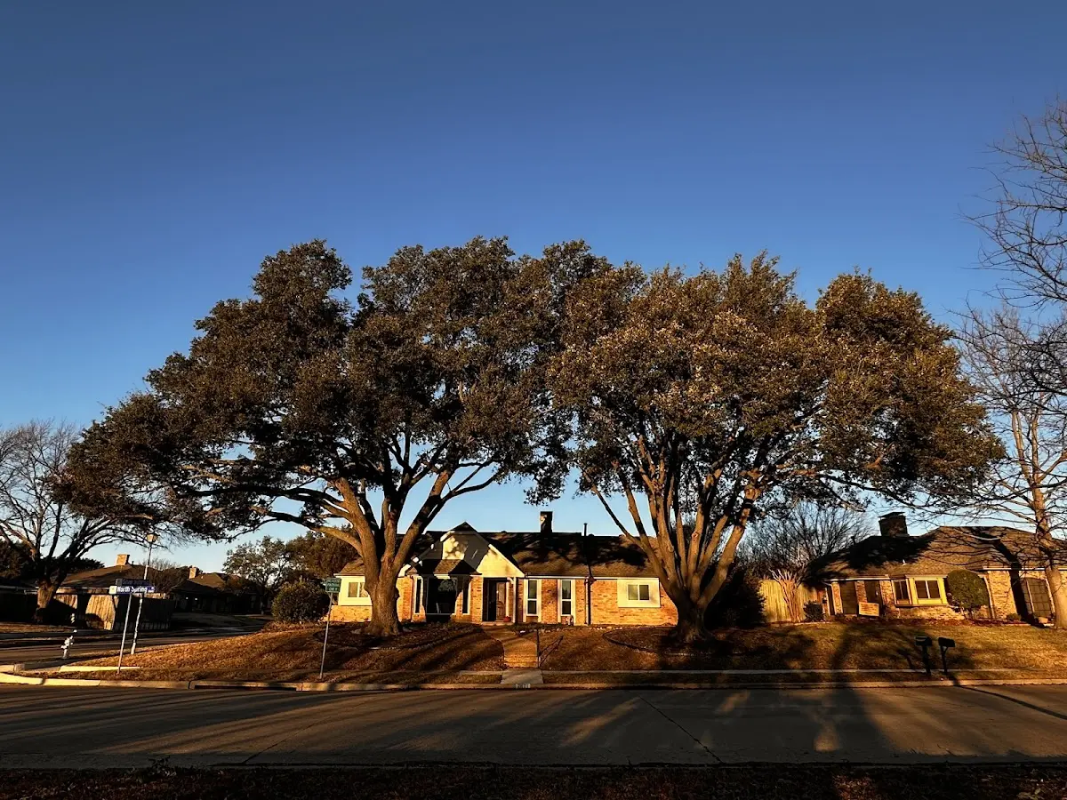 Established residential canopy tree shading a home in Creston